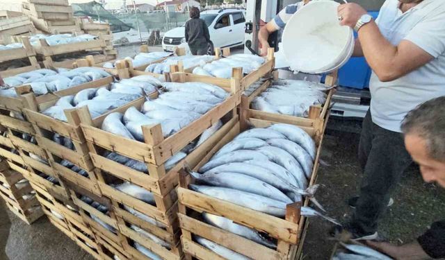 Kastamonu'da palamut bereketi: Kiloluk palamutlar 40 TL'ye satılıyor