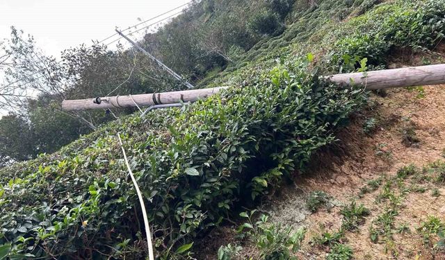 Kuvvetli rüzgâr nedeniyle devrilen ağaç evin çatısına düştü