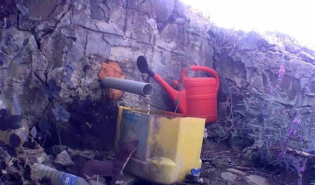 Muratlı'da fotokapan yaban hayatını kaydetti: Gelincik, çakal ve domuz sürüsü görüntülendi