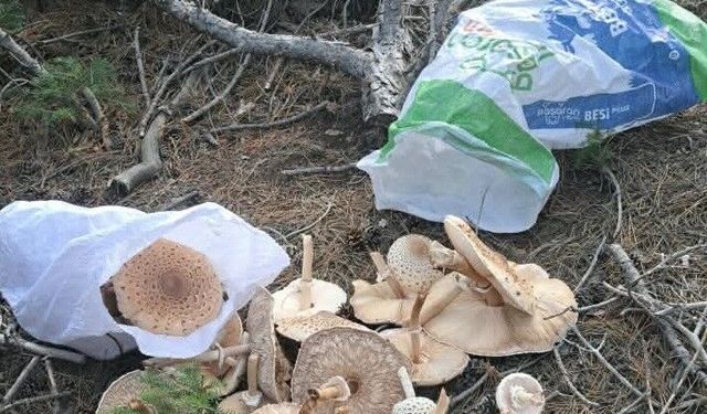 Ormanlık alanda ilginç mantar hasadı