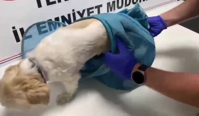Pes dedirten yöntem: Uyuşturucuyu evcil hayvan pusetine gizlediler