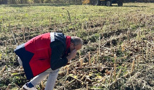 Simav'da ayçiçeği tarlalarında hasat kontrolleri yapıldı