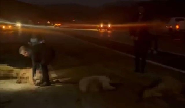 Sürüye çarpan otomobilin sürücüsü ve yolcular ölümden döndü: 20 koyun telef oldu