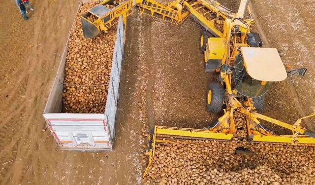 Tekirdağ'da şeker pancarı hasadı: Dekara 10 ton verim alındı