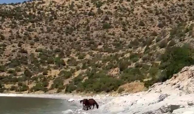 Van kırsalında yılkı atları görüntülendi