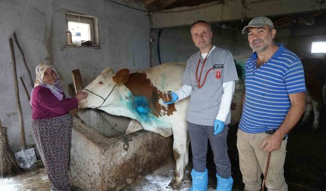 Yemek borusuna armut kaçan gebe inek, ameliyatla kurtarıldı