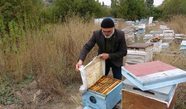 Yozgat'ta ezber bozan hasat: İlaçsız arıcılığın şifresi kenevirde bulundu
