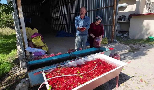 Yozgat'ta gilaburu meyvesinin hasadı başladı