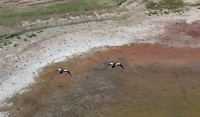 Yozgat'ta yüzlerce angut kuşunun gölet üzerindeki uçuşu dronla görüntülendi