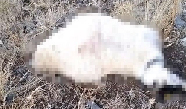 Yüksekova'da yıldırım düşmesi sonucu çok sayıda küçükbaş hayvan telef oldu