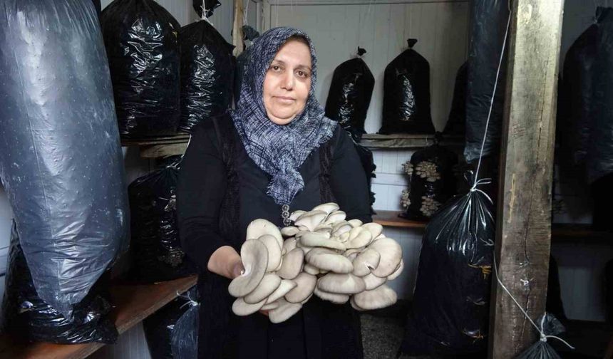 ’Bebek gibi bakımlarını yapıyorum’ diyen kadın 5 metrekare alanda mantar üretiyor