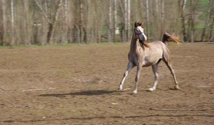 Geleceğin şampiyon adayı safkan Arap atları Yozgat’ta yetiştiriliyor