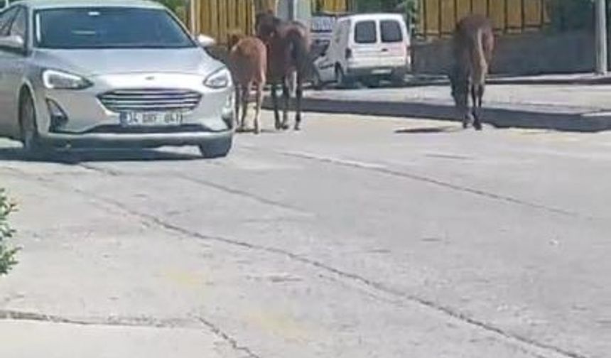Ankara’da yolda dolaşan sahipsiz atlar trafiği tehlikeye soktu