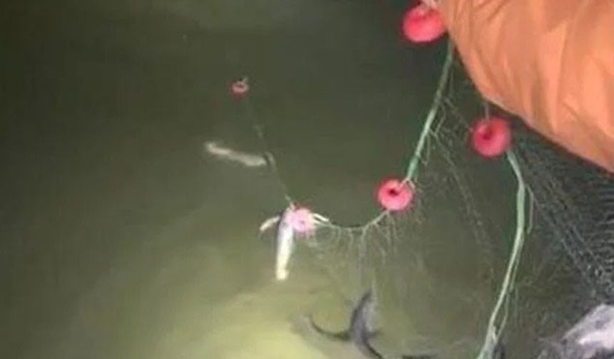 Erciş’te kaçak avlanan 200 kilo canlı balık yeniden suya bırakıldı