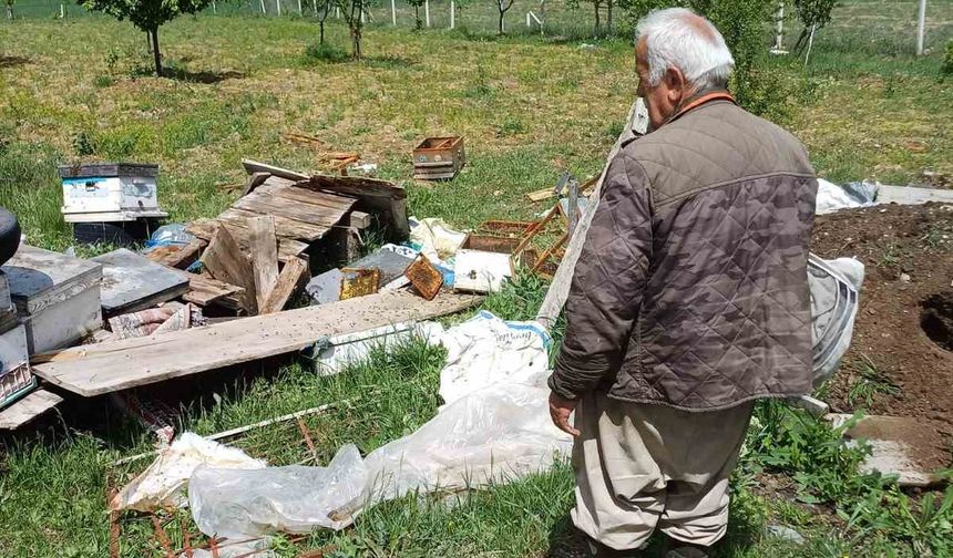 Köye inen ayı arı kovanlarını parçaladı