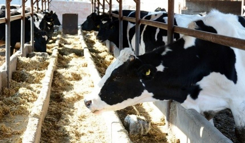 Toplanan inek sütü miktarı yüzde 7,7 arttı