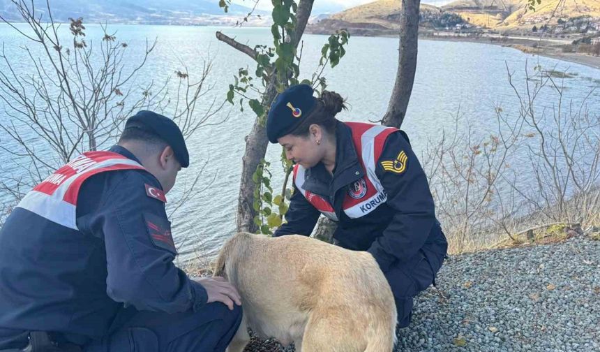 Elazığ’da jandarma ekipleri sokak hayvanlarını unutmadı