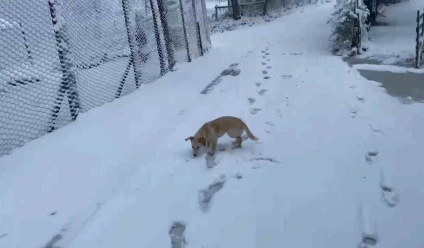 Zonguldak’ın yüksek kesimlerinde kar yağışı