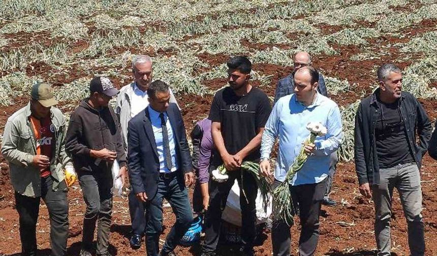 14 Mayıs Dünya Çiftçiler Günü sarımsak tarlasında kutlandı