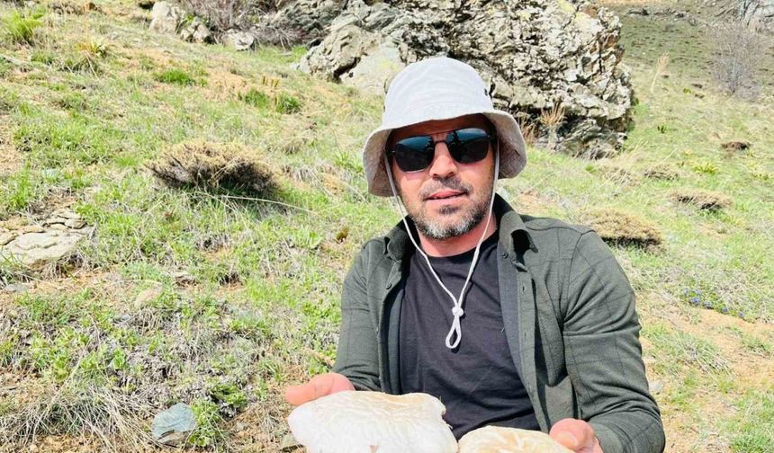 2 bin rakımın üzerinde yetişen mantarları topluyorlar