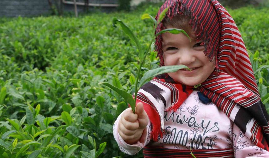 Açıklanan çay taban fiyatı Rizelileri böldü
