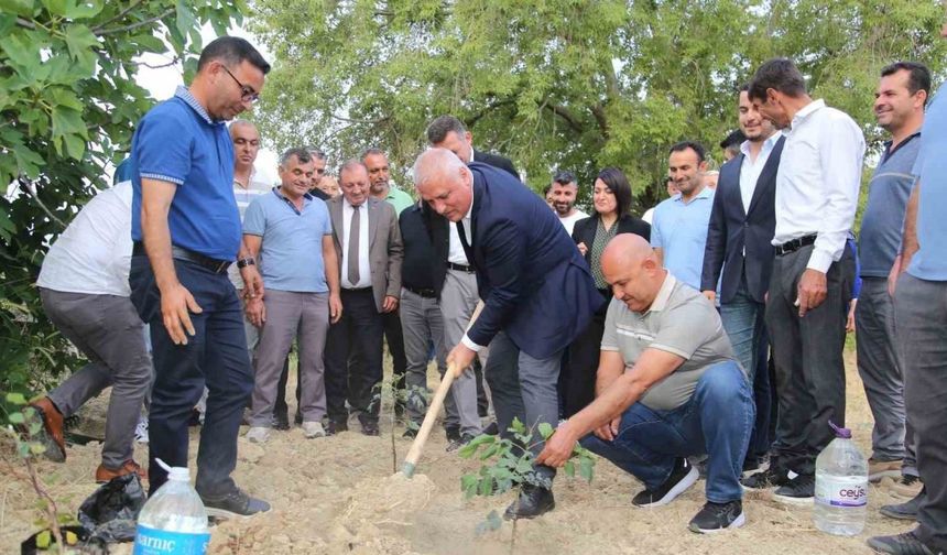 ALTSO keçiboynuzunun tescilini aldı, 3 bin fidan dağıttı