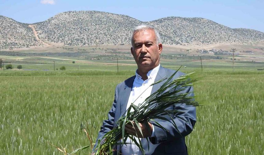 Araban buğdayı çiftçinin yüzünü güldürüyor