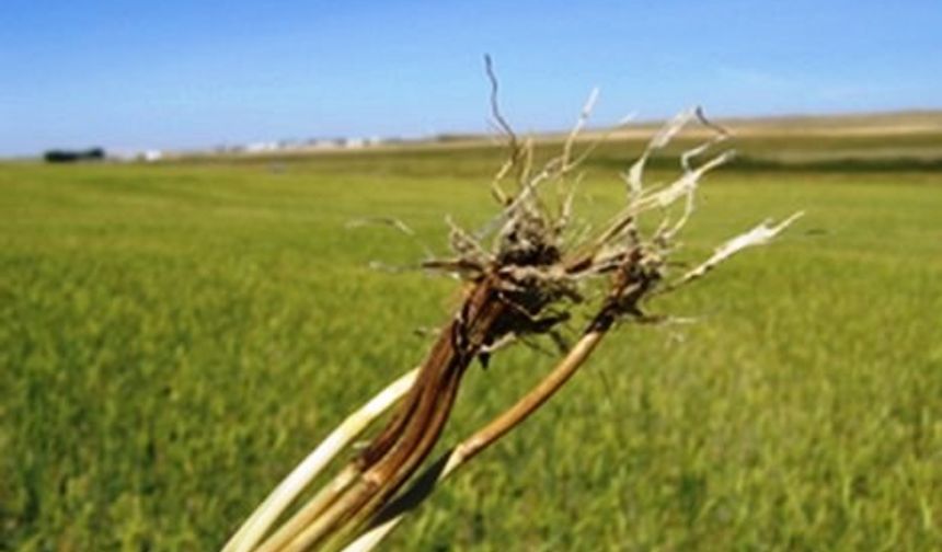 Buğday üreticilerine uyarı: Kök ve kökboğazı çürüklüğüne dikkat