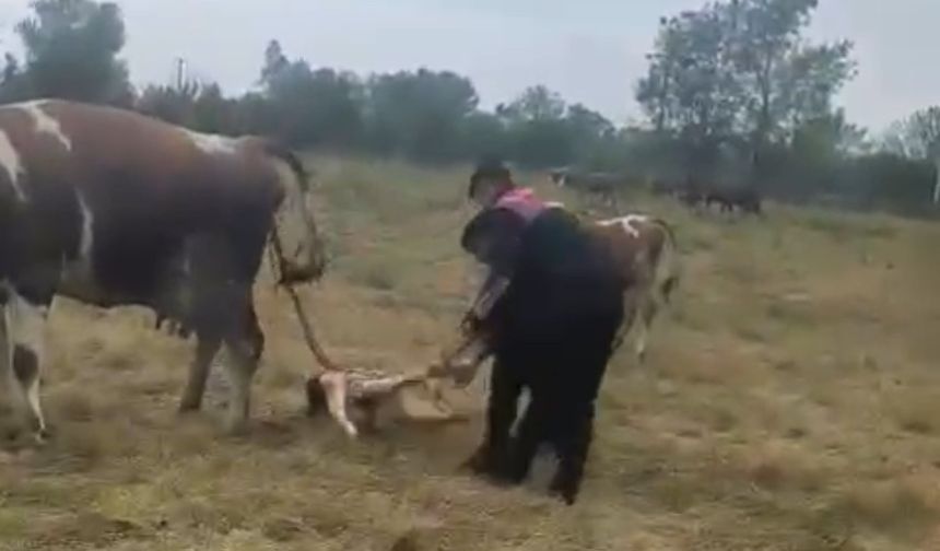 Büyükbaş hayvanın doğumunu jandarma yaptırdı