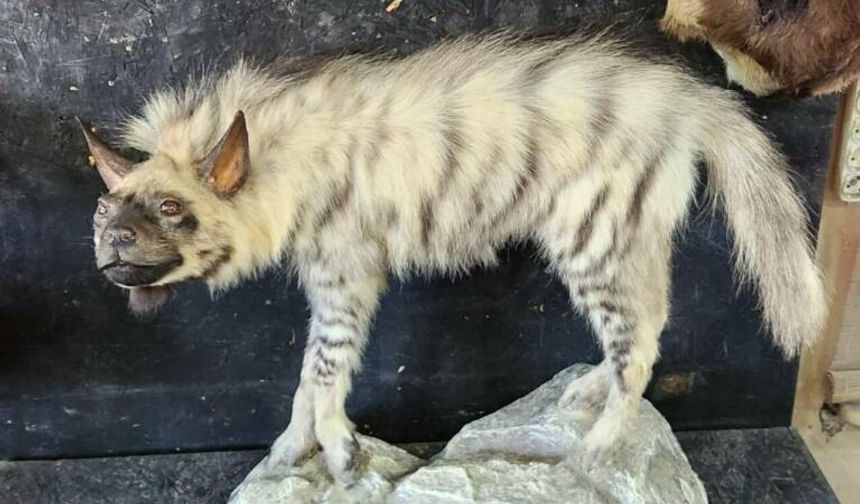 Çizgili sırtlanın tahniti yaptırıldı