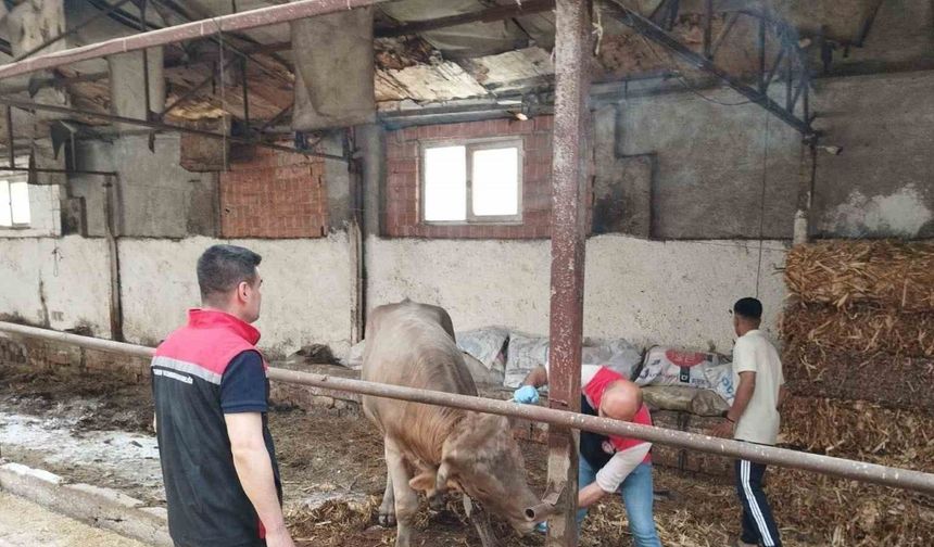Çorum’da hayvan pazarları kapatıldı