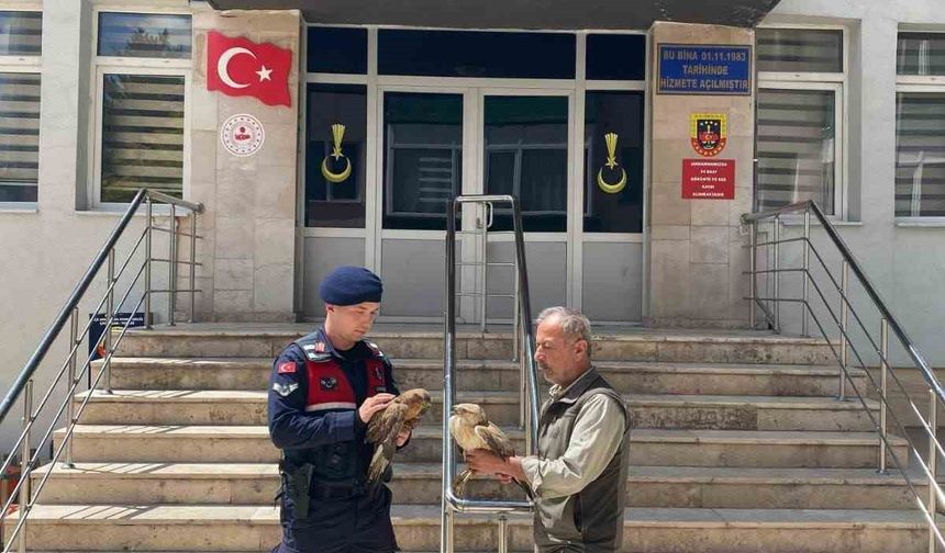 Doğada bulunan yaralı şahinler tedavi altına alındı