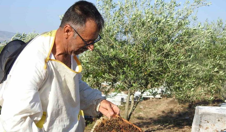 Doktorun annesine bal tavsiyesi hayatını değiştirdi