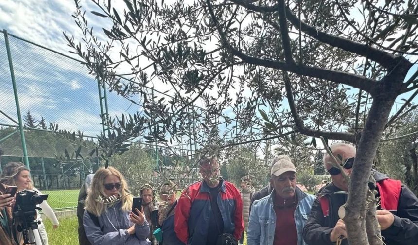 Edremit MYO’da zeytin aşılama eğitimi