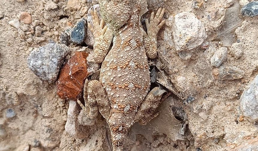 Erzincan’da nesli tükenme tehlikesi altındaki ‘Bozkır Keleri’ görüntülendi
