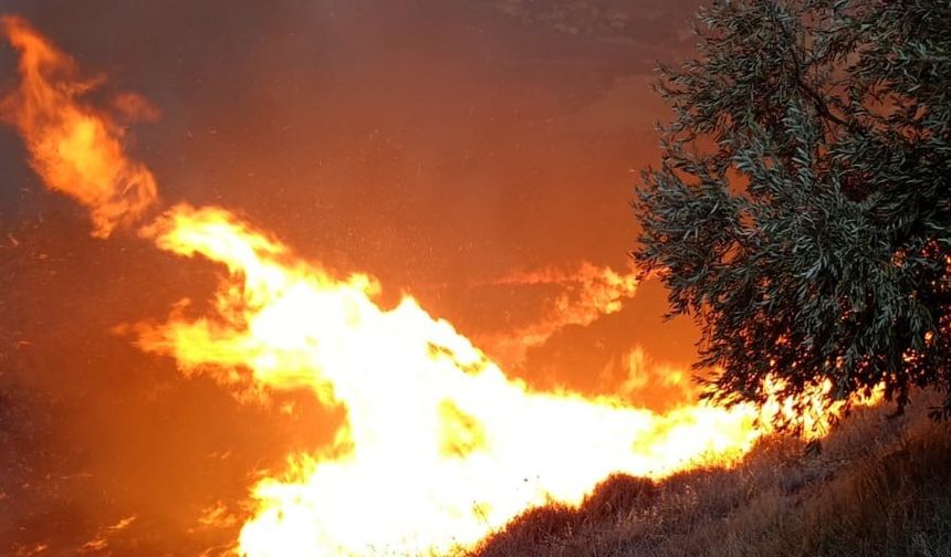 Hatay’da zeytinlikte yangın