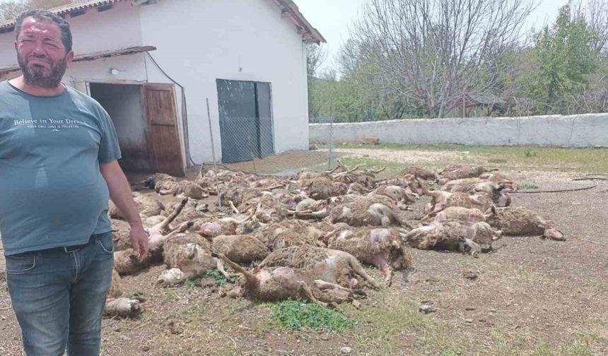 Haymana’da çiftliğe giren kurtlar 92 kuzuyu telef etti