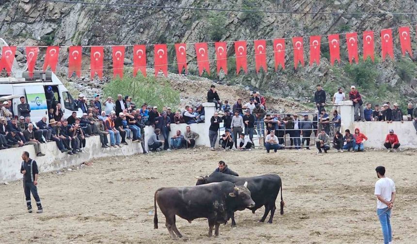 İspir’de boğalar sahada sahipleri saha dışında birbirine girdi