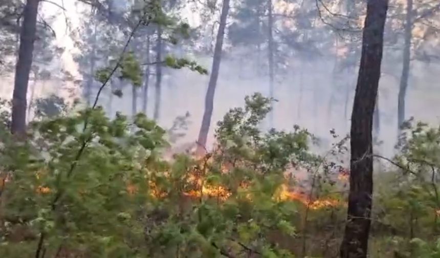 Kale’deki orman yangını rüzgarla birlikte ilerliyor