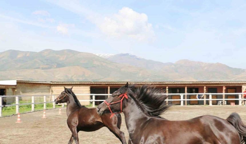 Koçaker, atlı spor kulübünde incelemelerde bulundu