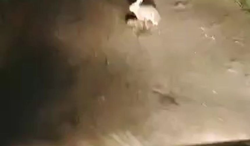 Korkmadı, kaçmadı... "Ana yüreği korku tanımaz"