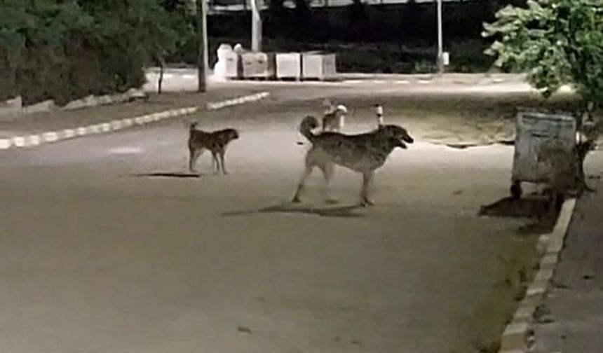 Malkara OSB’de gece saatlerinde toplanan köpekler tedirginliğe neden oluyor