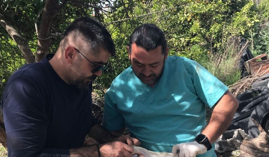 Ortaca Okçular Mahallesi’nde Brucella aşılaması gerçekleştirildi