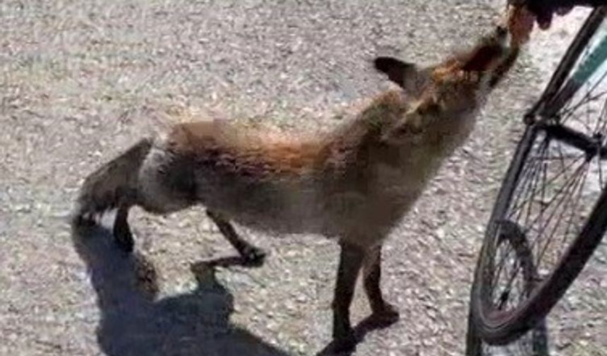 Tarihi yarımadanın maskotu olan tilki, sporcunun elinden beslendi