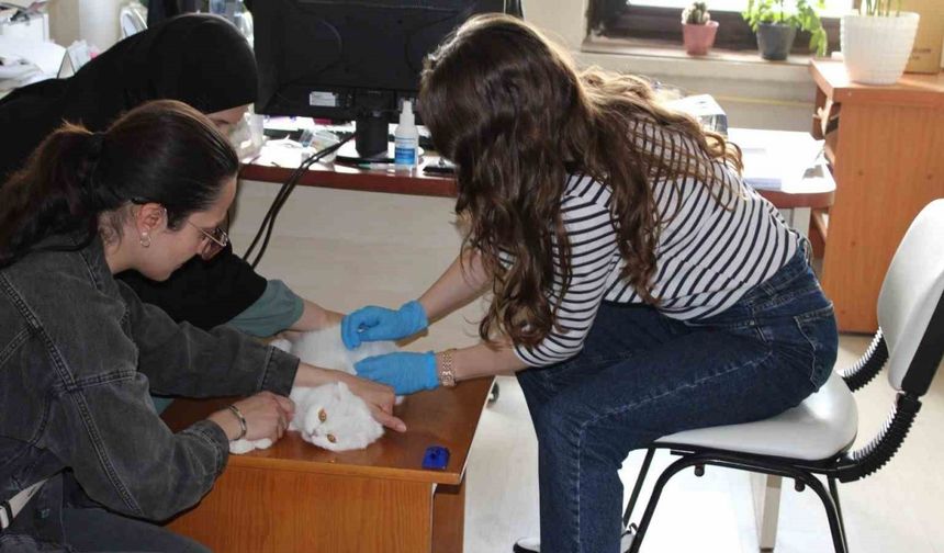 Tercan’da mikroçip çalışmaları devam ediyor