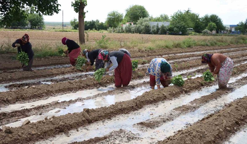 Tescilli Birecik Patlıcanda ekim zamanı