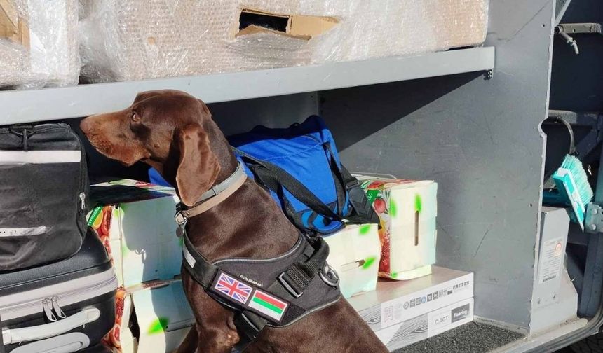 X-Ray kontrolü sırasında, beyan edilmemiş 351 bin 620 euro dedektör köpekten kaçamadı