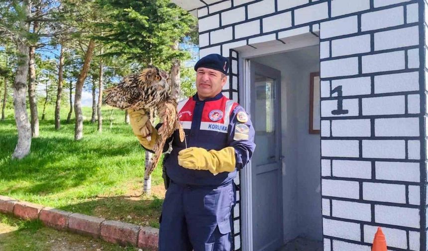Yaralı puhu kuşu tedavi altına alındı