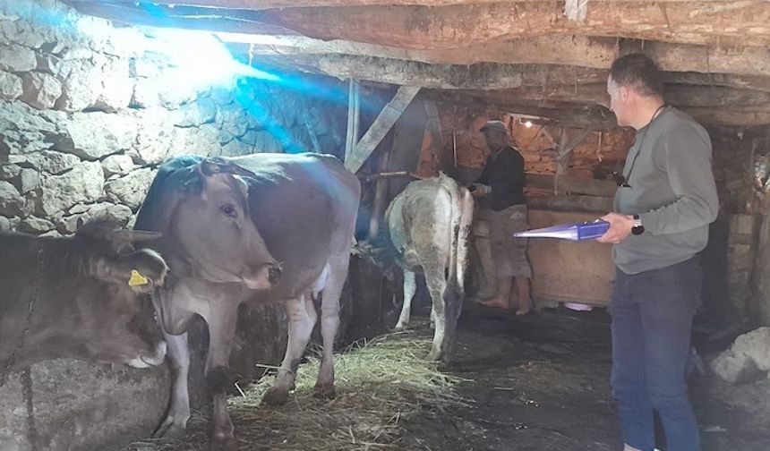 Yüksekova’da hayvanları kimliklendirme ve aşılama çalışması