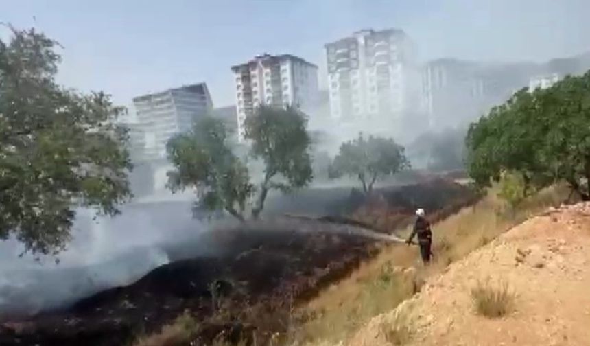 Kahramanmaraş’ta zeytinlik yangını